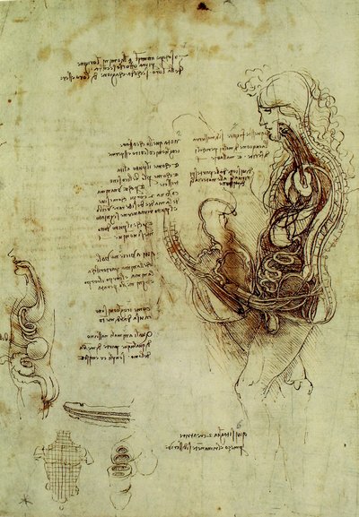 Male Genitalia by Leonardo da Vinci